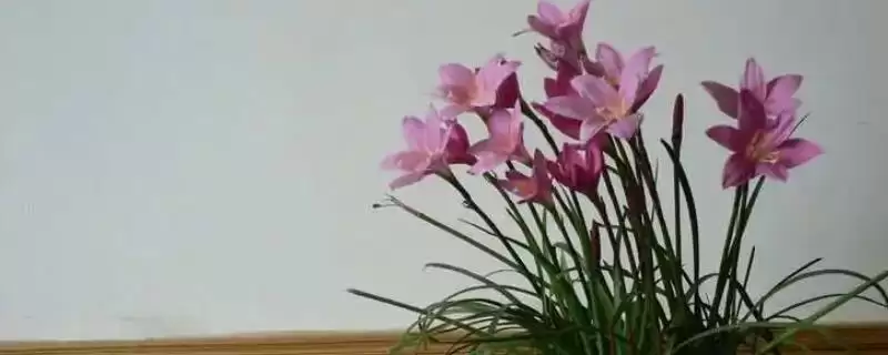 韭菜莲不开花的原因及解决 ,韭菜莲不开花由何引起又如何解决?-会东网