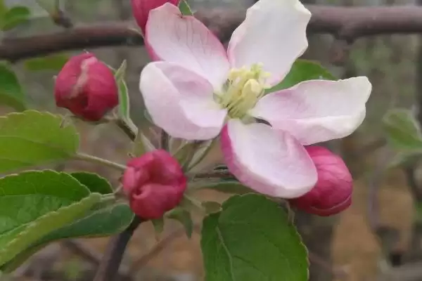 苹果树的存活时间,一般能达到50年左右插图3 苹果树的存活时间,一般能达到50年左右插图3