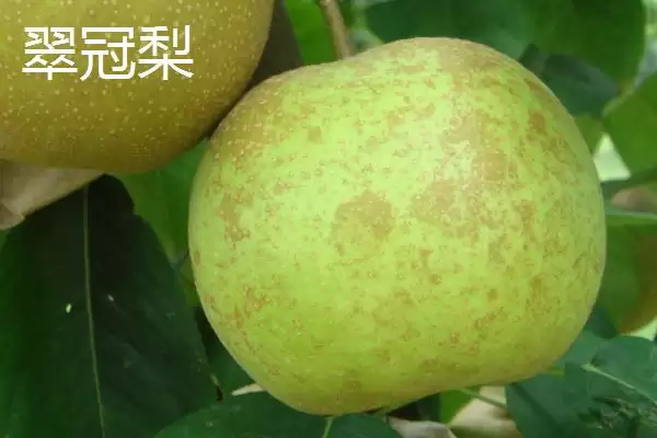图片[5]-认识优质梨子品种的方法和重点？认识优质梨子品种要做好哪些细节？-会东网