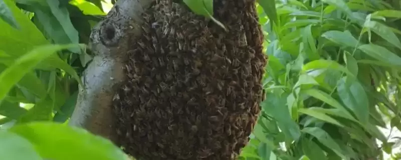 捅了马蜂窝过多久马蜂才会离开,小型马蜂经过1-2小时就会飞走-会东网