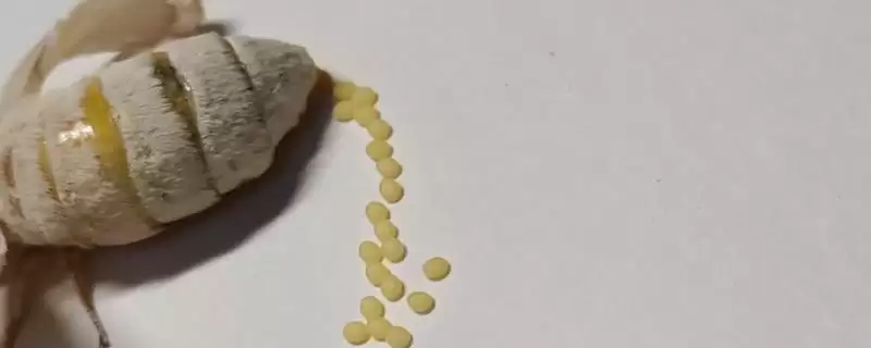 如何饲养飞蛾的卵？饲养飞蛾卵要遵循哪些科学的饲养方法？-会东网
