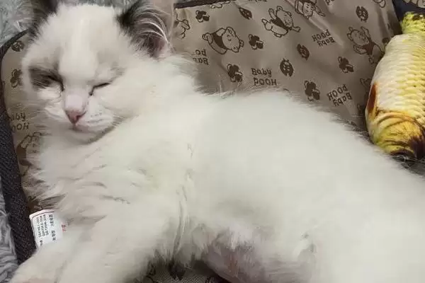 猫传腹的症状有哪些表现 ,猫传腹初期有何症状插图3 猫传腹的症状有哪些表现 ,猫传腹初期有何症状插图3