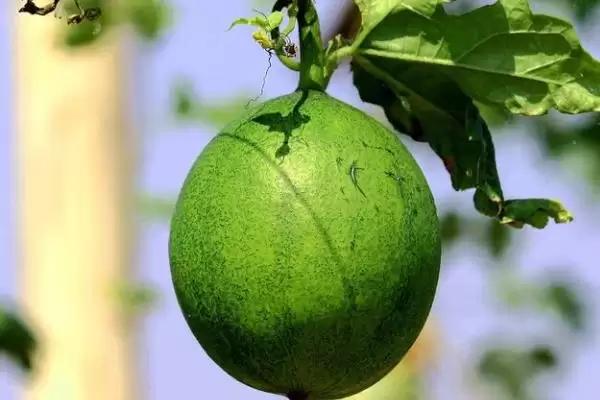 评估种植瓜蒌前景的方法和重点？分析瓜蒌前景要做好哪些细节？插图6
