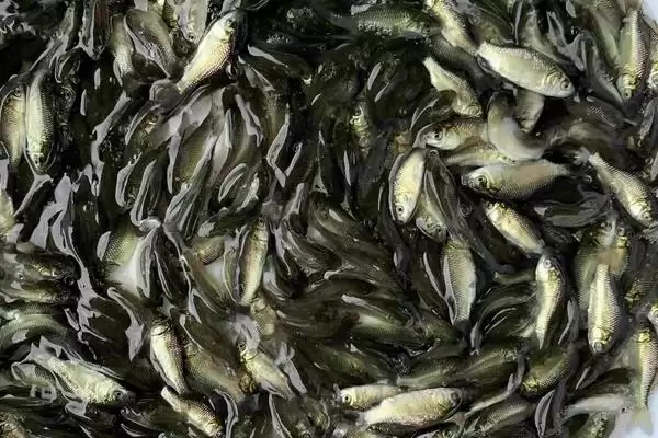 图片[2]-老虎斑的育苗方法 ,老虎斑育苗选鱼苗有何关键要点？-会东网