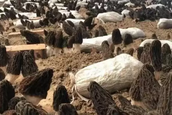 图片[3]-种植羊肚菌的方法和重点？种植羊肚菌要做好哪些细节？-会东网