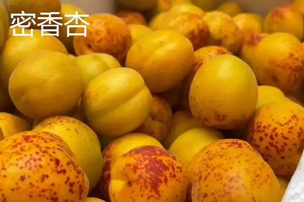 河南新密市的特产,当地产的金银花品质极好插图3 河南新密市的特产,当地产的金银花品质极好插图3