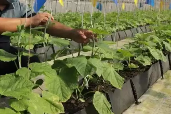 防治病虫害的适宜适期，害虫幼龄期、危险生育期、天敌敏感期适合用药插图13