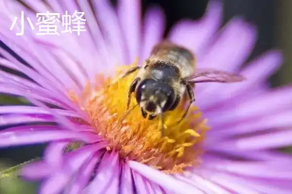 图片[4]-小蜜蜂和大蜜蜂有什么区别，体型是最大不同-会东网