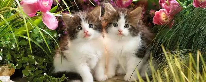 猫咪为什么会吐毛球呢 ,猫咪因毛难消化排出所以吐毛球-会东网