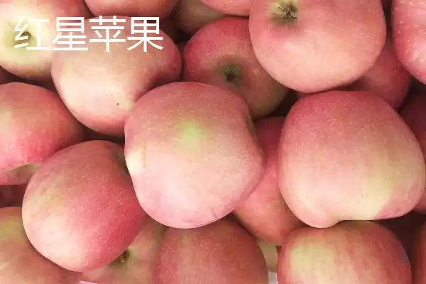 有哪些冷门苹果品种,包括印度青苹果、黄香蕉苹果、红星苹果等种类插图3 有哪些冷门苹果品种,包括印度青苹果、黄香蕉苹果、红星苹果等种类插图3