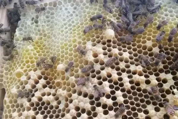 图片[6]-蜜蜂分家前的征兆，早期征兆为蜂群培育雄蜂-会东网
