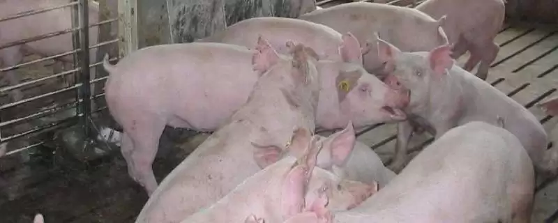 诊断猪呼吸急促病因的方法和重点?养猪要做好哪些健康预警细节?-会东网