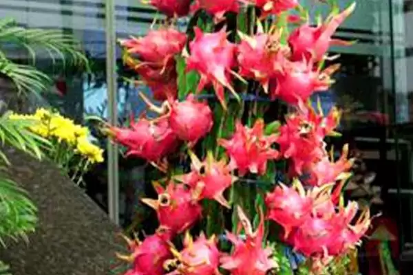 图片[3]-在阳台上种植火龙果的方法和重点？在阳台上种植火龙果要做好哪些细节？-会东网