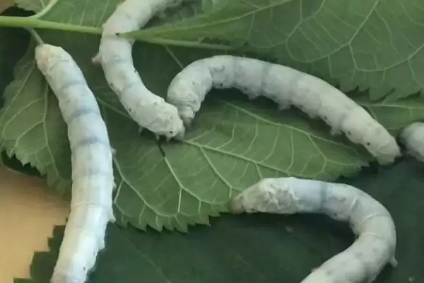 图片[3]-养蚕的方法和重点？养蚕要做好哪些细节？(3)-会东网