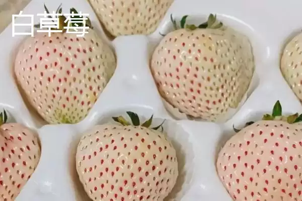 图片[9]-了解我国大陆地区最贵水果的方法和重点？认识大陆最贵水果要做好哪些细节？-会东网