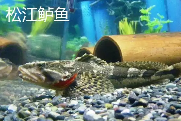 图片[5]-鲈鱼和加州鲈鱼有什么区别 ,鲈鱼与加州鲈鱼的区别在哪-会东网