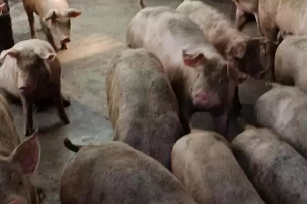 图片[3]-肉用型家畜的特点，生长速度快且单位体重产品率高-会东网