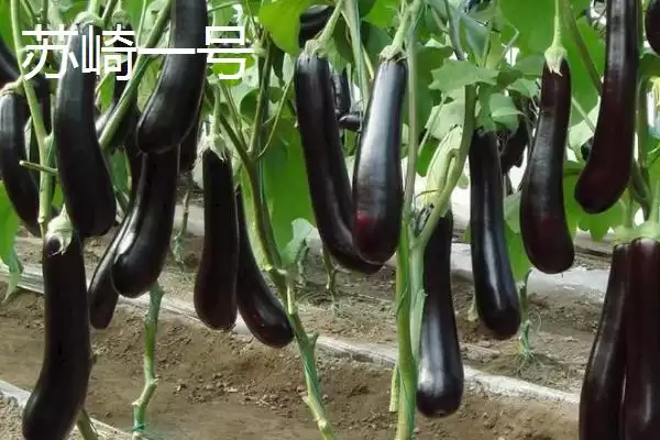 选择适合温室大棚种植茄子品种的方法和重点？选温室大棚茄子品种要做好哪些细节？插图3