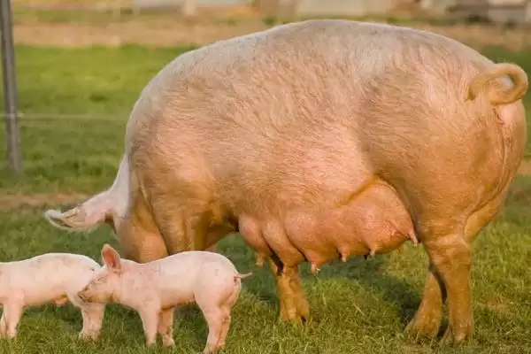 应对夏季母猪热应激负面影响的方法和重点？养猪要做好哪些防暑细节？插图1