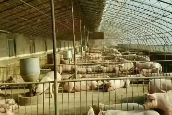 处理猪舍潮湿问题的方法和重点？养猪要做好哪些养殖环境优化细节？插图3