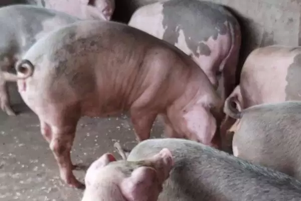 母猪呕吐的原因和治疗方式有哪些呢,母猪呕吐因饲料发霉、寄生虫等可治疗插图1