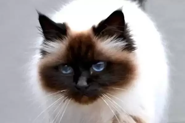 猫生产前会有什么表现呢 ,猫生产前常食欲下降且特别黏人插图2