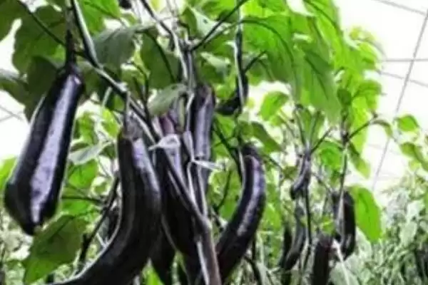 茄子施肥注意要点:氮肥少许多施的科学方法插图3 茄子施肥注意要点:氮肥少许多施的科学方法插图3