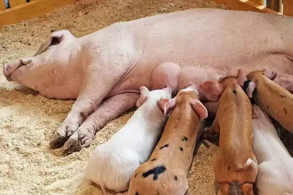 养母猪高产的方法和重点？养猪要做好哪些母猪养殖管理细节？插图1