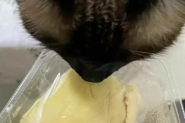 榴莲对猫的危害表现 ,榴莲导致猫呕吐的原因是什么?插图2 榴莲对猫的危害表现 ,榴莲导致猫呕吐的原因是什么?插图2