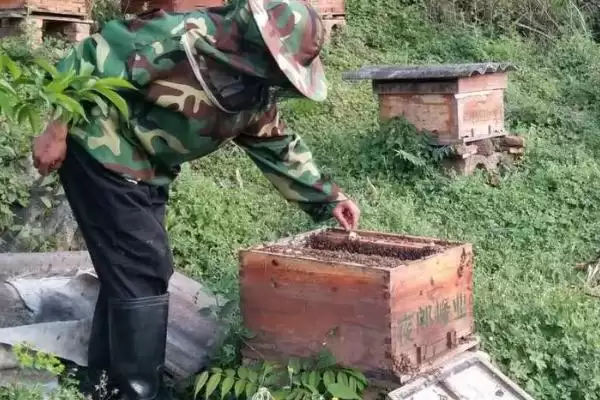 盗蜂的处理方法,需及时处理插图6 盗蜂的处理方法,需及时处理插图6