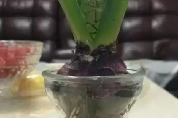 图片[2]-水培风信子花期过后怎么处理？处理水培风信子花期后要采取哪些有效措施？-会东网