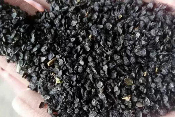 韭菜的繁殖方法 ,韭菜主要采用什么繁殖方法呢？插图1