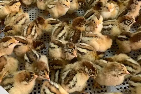 买鸡苗季节选择的方法和重点?养鸡要做好哪些季节考量?插图1 买鸡苗季节选择的方法和重点?养鸡要做好哪些季节考量?插图1