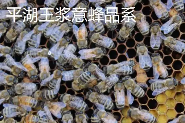 图片[4]-养什么蜂具有良好的效益，虎头蜂、意蜂等品种均是适宜选择-会东网