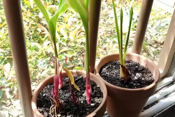 铃兰花苗的价格影响因素 ,铃兰花苗价格因规格如何变化?插图3 铃兰花苗的价格影响因素 ,铃兰花苗价格因规格如何变化?插图3