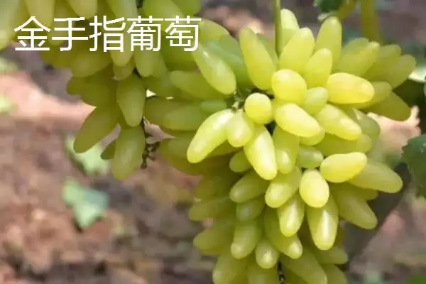葡萄成熟季节揭秘:南方6-7月份的丰收时刻插图4 葡萄成熟季节揭秘:南方6-7月份的丰收时刻插图4