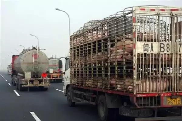 生猪长途运输的方法和重点？养猪要做好哪些运输注意细节？插图5