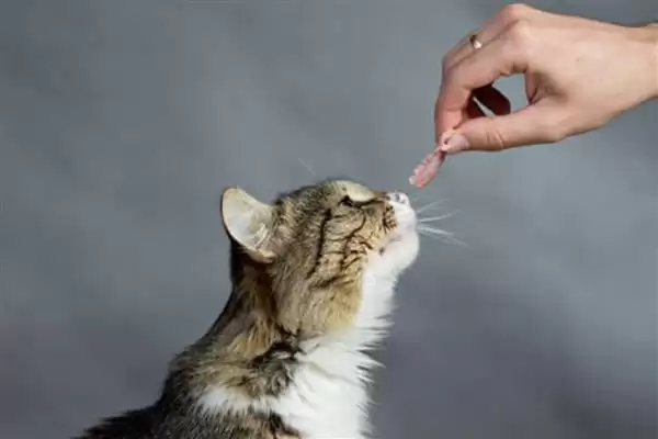 猫咪突然扭头转圈是因为什么 ,猫咪中耳炎可能致扭头转圈插图3