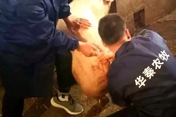 母猪助产钩要怎么进行使用呢,母猪难产时助产人员可使用助产钩操作插图2 母猪助产钩要怎么进行使用呢,母猪难产时助产人员可使用助产钩操作插图2