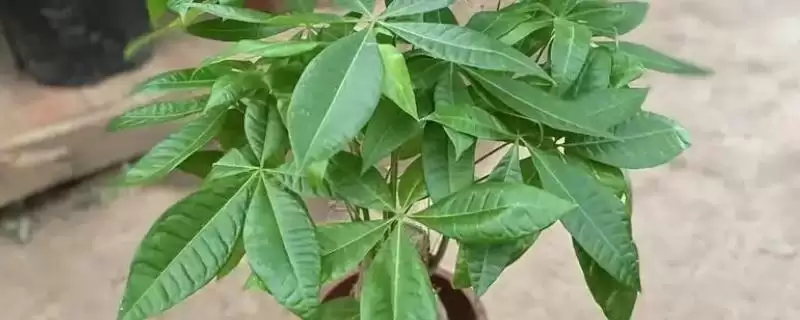 小发财树能否养大的要点和判断？判断小发财树生长情况需注意什么？-会东网