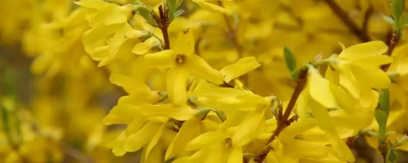 区分迎春花与探春花的方法和重点？区分迎春花与探春花要做好哪些细节？-会东网