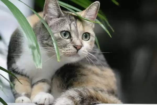 猫为什么会出现尿频的情况 ,猫过量饮水或患泌尿病致尿频插图3 猫为什么会出现尿频的情况 ,猫过量饮水或患泌尿病致尿频插图3