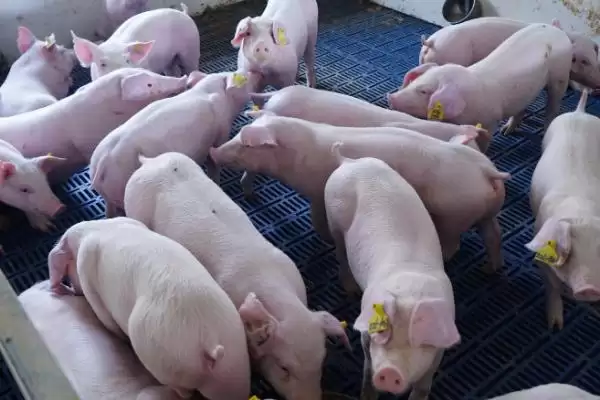 发挥小苏打在养猪中作用的方法和重点？养猪要做好哪些饲料添加细节？插图1