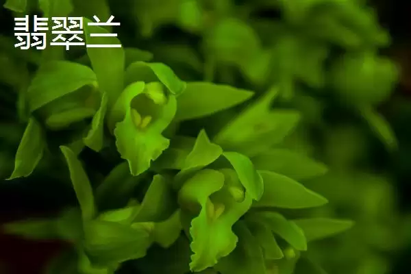 图片[9]-兰花的花语和象征意义 ,兰花有哪些花语及象征内涵？-会东网