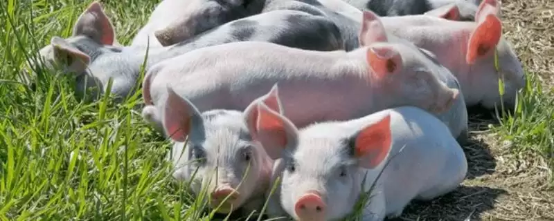 治疗仔猪腹泻的方法和重点？养猪要做好哪些治疗细节？-会东网