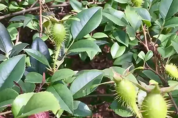 图片[4]-金樱子的形态特征 ,金樱子这种植物有何形态特征-会东网