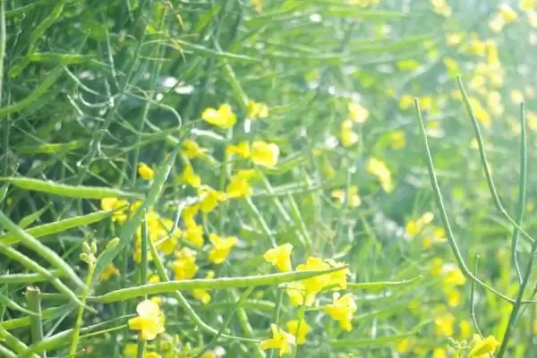 油菜籽高产品种有哪些,徽豪油26、华油杂50、陕油1209等品种的产量较高插图6 油菜籽高产品种有哪些,徽豪油26、华油杂50、陕油1209等品种的产量较高插图6