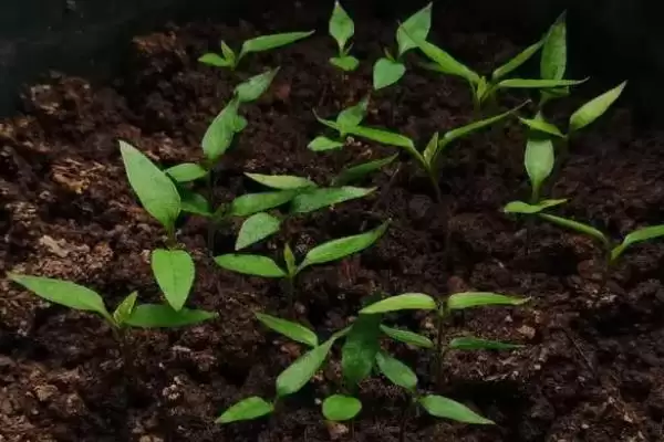 辣椒开花结果期的施肥种类 ,辣椒开花结果期为何用磷钾肥?插图5 辣椒开花结果期的施肥种类 ,辣椒开花结果期为何用磷钾肥?插图5