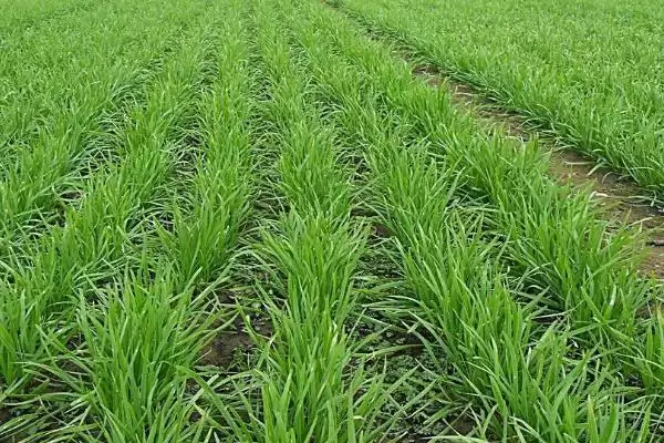韭菜的施肥方法 ,韭菜施肥有什么特点,为何可重复收割?插图4 韭菜的施肥方法 ,韭菜施肥有什么特点,为何可重复收割?插图4
