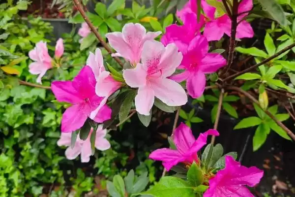 猫咪不能碰的剧毒植物有哪些种类 ,如百合、铃兰插图4